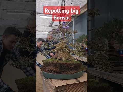 Repotting 100 years old bonsai (trident maple) #repotting #bonsai #maple
