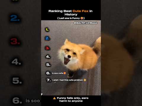 Ranking Best Cute Fox in History