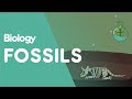 Fossils and Their Formation