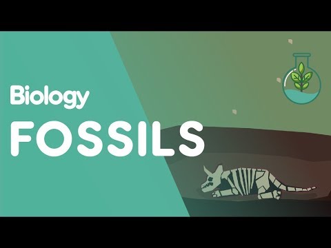 jurassic world evolution fossils