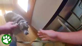 Dog Leads Officer to His Leash Before Rescue