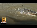 Alligator Hunting Competition Insights