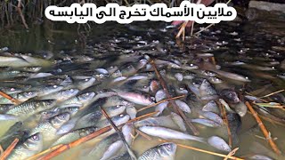 كارثه تصيب الأهوار موت ملايين الأسماك