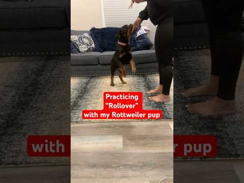 Practicing rollover with my Rottweiler pup