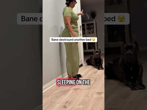This is how they went viral the first time 😩 #raisingbane