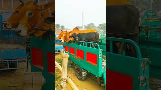 cow unloading, cow videos, cow video, animal, big cow, goru hamba cow,