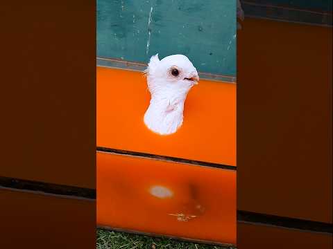 #pigeon 😲