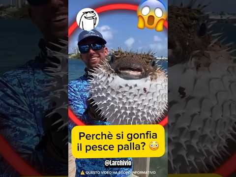 MA PERCHÉ IL PESCE PALLA SI GONFIA? 😱 #curiosità #informative
