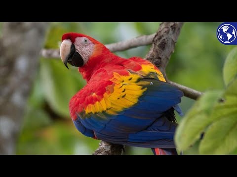 La guacamaya Roja / Mini Documental