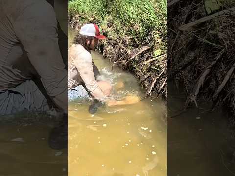 Monster Catfish was Deep in this Bank Hole‼️#noodling #handfishing