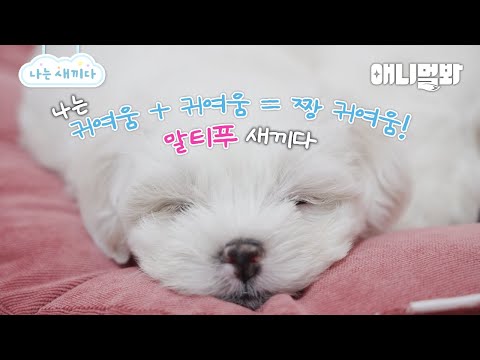 나는 태어난 지 49일된 말티푸 새끼다 [애니멀봐 나새끼 99호]ㅣI’m 59 days old Maltipoo [I’m A Baby 99th]