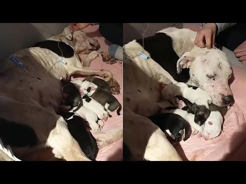 A starving mom, eyes full of despair, birthed seven pups, her life a tale of pain!