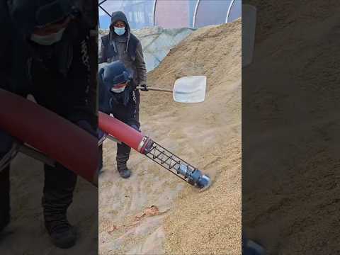Rice loading: Good tools and machinery improve work efficiency