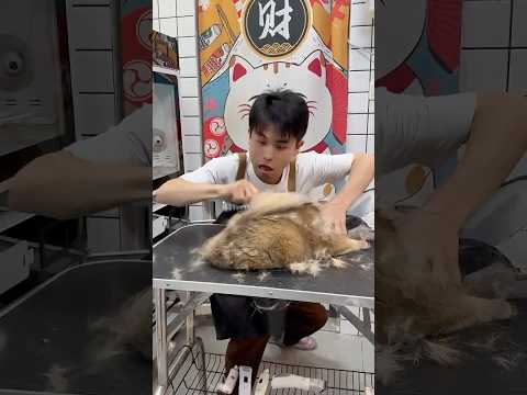 Cat: Relax, It’s Just a Little Shedding! #petcare #pets #cat