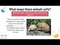 Armadillo Characteristics and Behavior