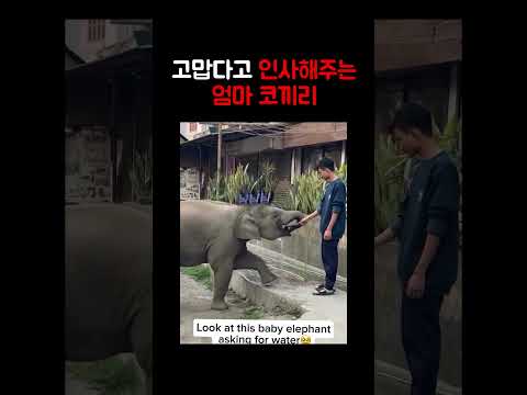인간에게 감사를 표하는 엄마 코끼리