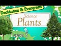 Deciduous and Evergreen Trees