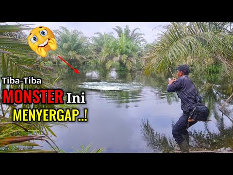 GAK DI DUGA.!!! SAMBARAN DAN TARIKAN DAHSYAT IKAN INI MEMBUAT SAYA PENASARAN