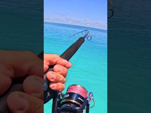 Giant Fish Smashes Topwater boat side !!! #shorts