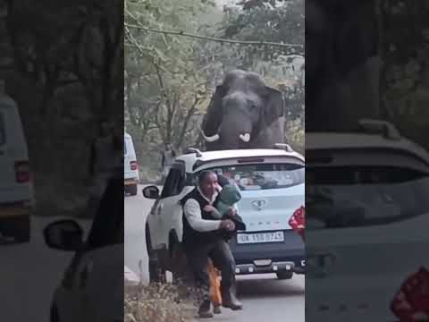 #shots #elephant #uttarakhand