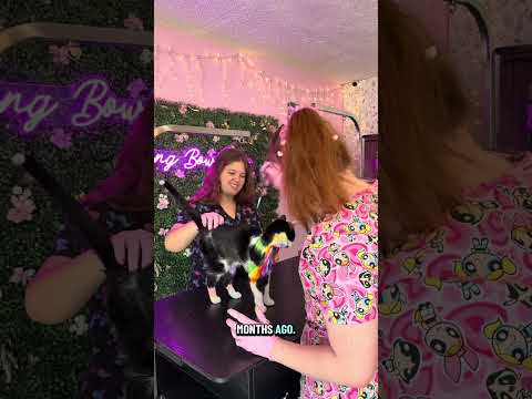 Rainbow Cat Dye ๐๐จ๐ฑ #catshorts #dogshorts #petshub #art #fyp