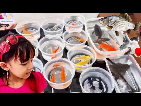 Mencampur Semua Ikan ke Aquarium Ikan Koi, koki, komet, Kafiat, manfish, nila, mas & ikan sapu-sapu