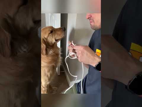 The dog’s expression when he makes a mistake is very funny