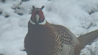 Some Animals 01