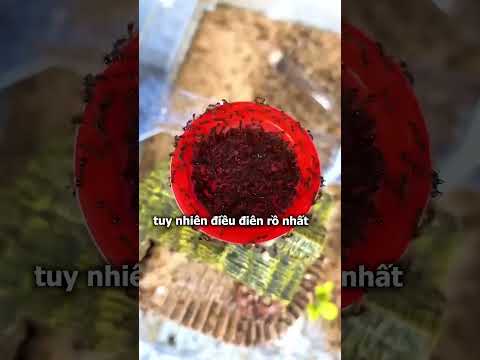 Đàn Kiến Và Thạch Rau Câu Đỏ