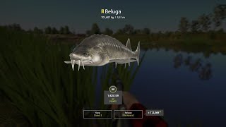 701kg Trophy-Beluga Maxdrag/RF4#15/Ger//ENG/Fischerjunge08