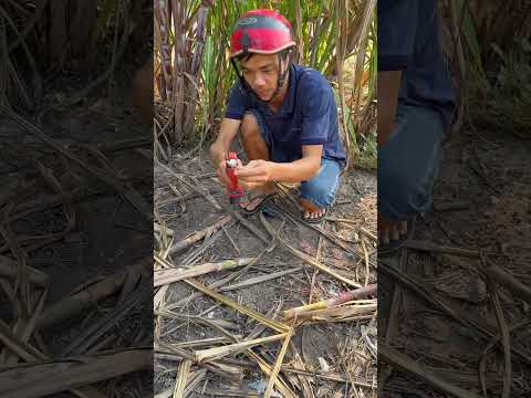 Cách ăn được mía của hàng xóm #amax #diy#tantaifunny