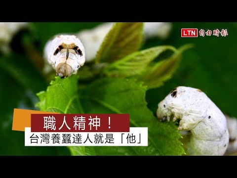 測試用-職人精神！台灣養蠶達人就是「他」 - YouTube