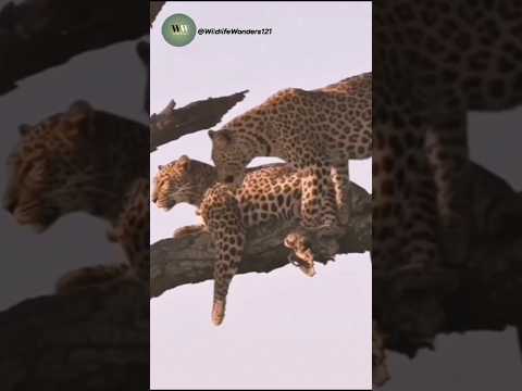 Unseen Leopard Behavior | Rare Tree-Top Moment