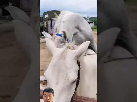 #horse #equestrian #animals #meeting #shortvideo #horseriding #comedy #cow #funnyvideo