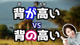 解鎖：「背の高い」VS.「背が高い」有什麼不同？【台灣學生最常搞錯的日語】 【#169 】助詞