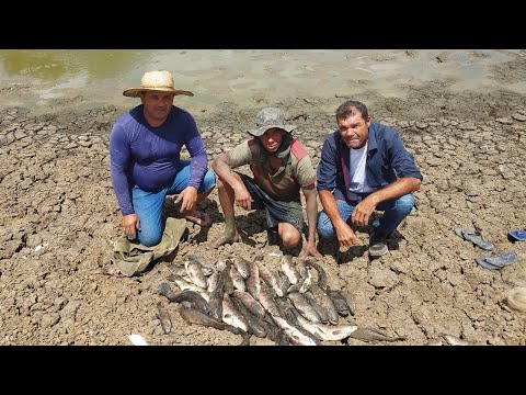 NUNCA VI TANTA TRAÍRA EM UMA POÇA DE ÁGUA PEGUEI 30 TRAÍRA