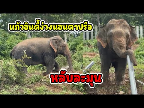ช้างหลับธรรมดาโลกไม่จำ — อินดี้ต้องยืนพิงเสา!หลับ