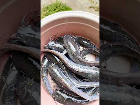 Hitung lele #mancing #leleorganik #leleorganik #ikan #shorts