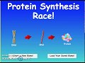 Protein Synthesis Race: Part 2 Challenge