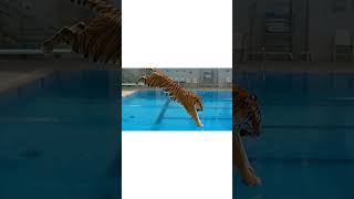 ABC Animals O–V 🦉🐅 | Animal Sounds & Names | Diving into Water 💦 #shorts