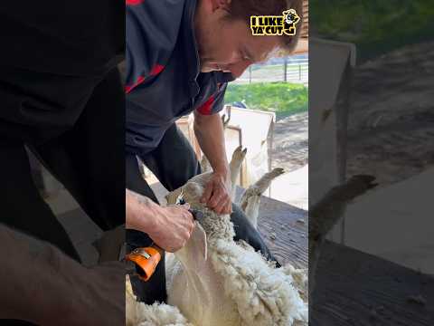 ? Kurtis Mooney - Mooney Shearing ?