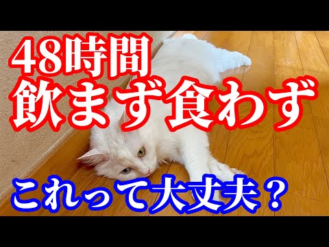 【熱中症】猫が横になったまま、まる2日動きません