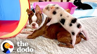Dog's Survival Guide To Getting A New Sibling  | The Dodo