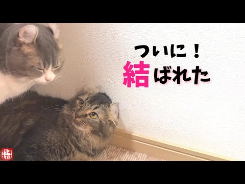 ういういしい、初めての交尾。行為後の猫がこんな動きをするなんて…