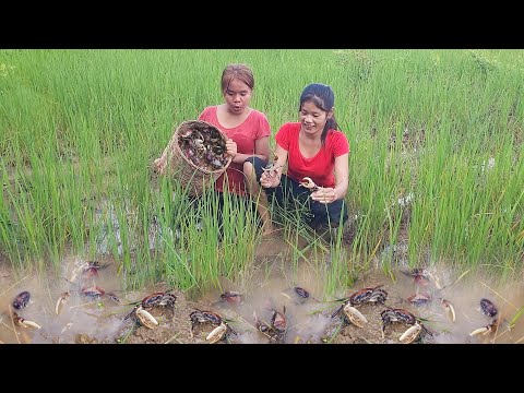 Catch crab and snail for survival food, Crab spicy cooking for dinner