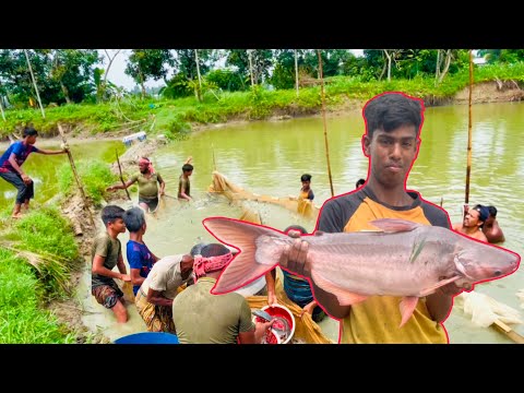 পাঙ্গাস মাছ চাষ করলে কি লক্ষ টাকা আয় করা যায়\ #farming #fish #villagelife #sawdaagro