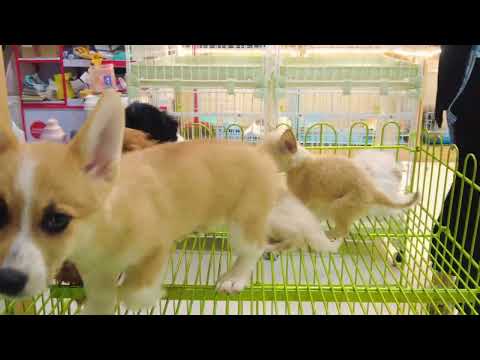 #chó#chóphốcsóc#dogcute Tik Tok Chó Phốc Sóc Mini  Funny and Cute Pomeranian | cute animals#618