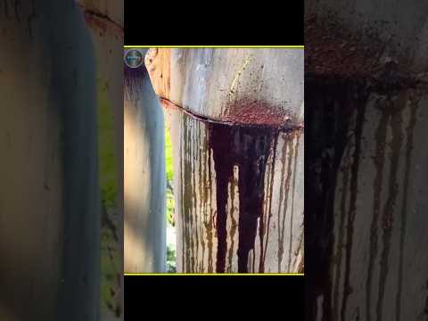 গাছে কুড়ুল মারলেই বের হয় টকটকে লাল রক্ত? Socotra Island Mystery #facts #shorts