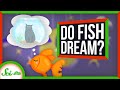 Understanding Animal Sleep and Dreams