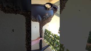 20k bees took over this BBQ!